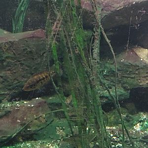 Freshwater Fish ID