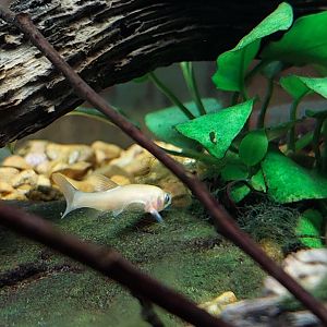 Freshwater Fish ID
