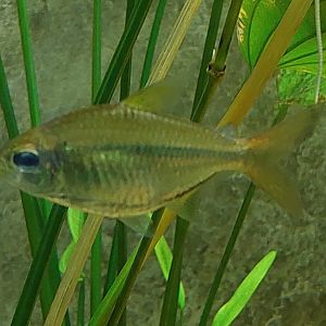 Freshwater Fish ID