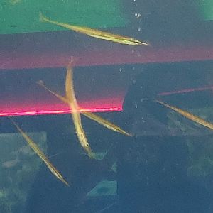 Needlefish ID
