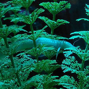 Texas Blind Cave Salamander (Eurycea rathbuni)