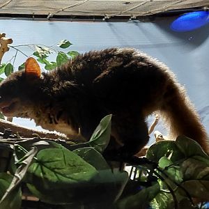 Greater Bush baby (Otolemur garnetti)