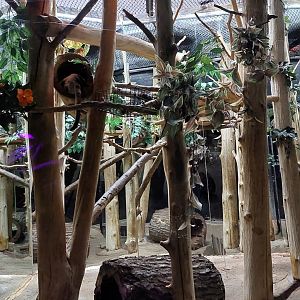 Banded Palm Civet enclosure (Hemigalus derbyanus)