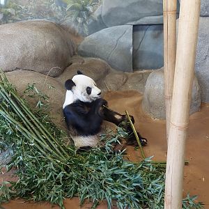 Giant Panda (Ailuropoda melanoleuca)