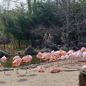 Lesser and Chilean Flamingos