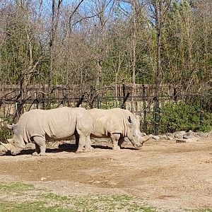 Southern White Rhino (Ceratotherium simulation simum)
