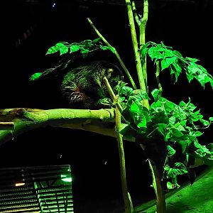 Sulawesi Bear Cuscus (Ailurops ursinus)