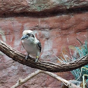 Laughing Kookaburra