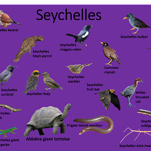 Seychelles species guide