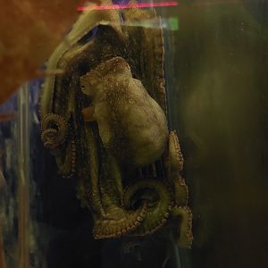 Mudflat Octopus (Octopus bimaculoides)