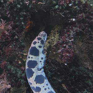 Longfin Spotted Snake Eel (Myrichthys aspetocherios)