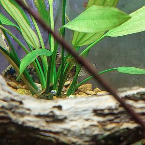 Ganges Leaffish (Nandus nandus)