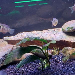 American flagfish (Jordanella floridae)