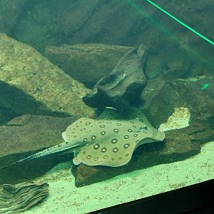 Motor river stingray (Potamotrygon motoro)