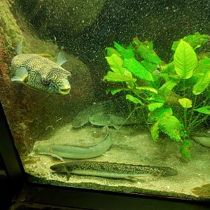 Mbu puffer, Ornate and Cuvier's Bichir