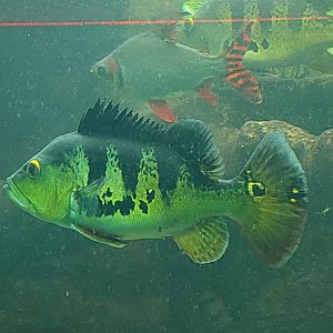 Butterfly Peacock Bass (Cichla ocellaris)