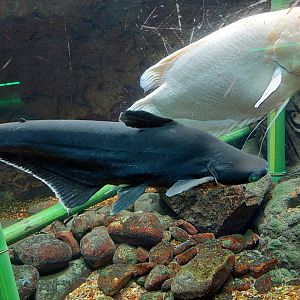 Iridescent Shark (Pangasianodon hypophthalmus) and Giant Gourami