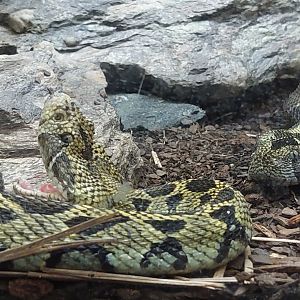 Ethiopian Mountain Viper (Bitis parviocula)