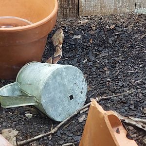Southern copperhead (Agkistrodon contortix contortix)