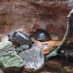 Pakistani Pond Turtle (Geoclemys hamiltoni)