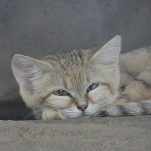 Sand Cat at the Greensboro Science Center