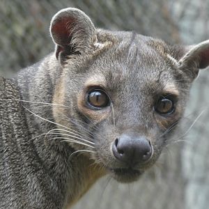 Fossa at the Greensboro Science Center