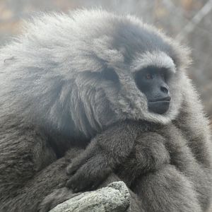 Javan Gibbon at the Greensboro Science Center