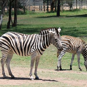 Plains Zebra