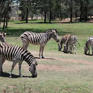 Plains Zebra