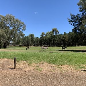 Plains Zebra Exhibit