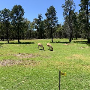 Persian Onager Exhibit