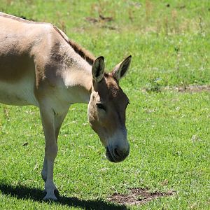 Persian Onager