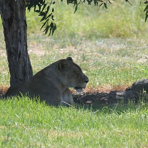 African Lion