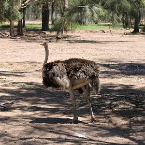 Ostrich