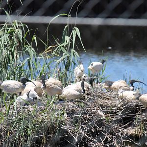 Ibis Rookery