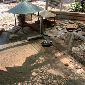 Galapagos Tortoise Nursery