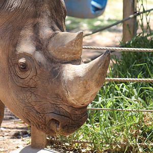 Male Black Rhino
