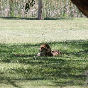 Cheetah
