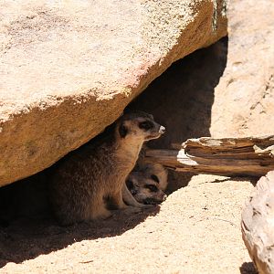 Meerkat