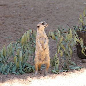 Meerkat