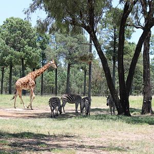 Giraffe and Plains Zebra