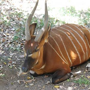 Female Bongo