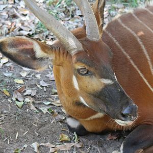Female Bongo