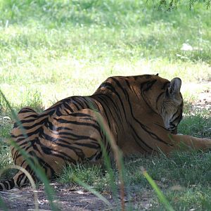 Male Sumatran Tiger