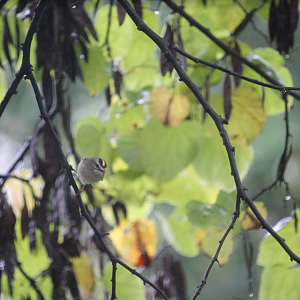Golden-crowned Kinglet (Regulus satrapa)