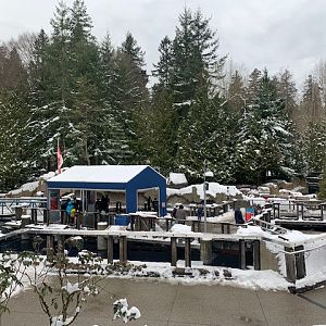 Pinniped Exhibits - New Year's Day Snow