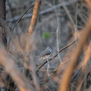 Tufted Titmouse (Baeolophus bicolor)