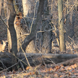 White-Tailed Deer running