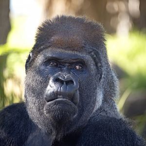 Western gorilla 'Motaba'