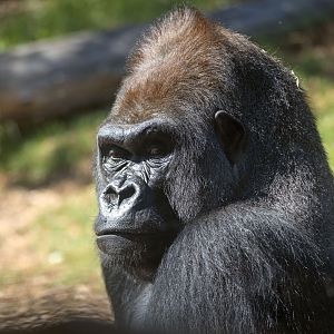 Western gorilla 'Ganyeka'